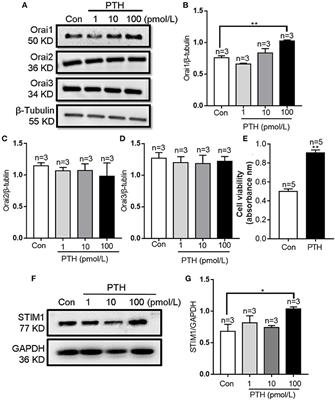Parathyroid Hormone Promotes Human Umbilical Vein Endothelial Cell Migration and Proliferation Through Orai1-Mediated Calcium Signaling